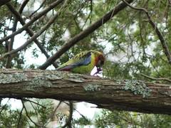 Platycercus eximius eximius