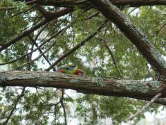 Platycercus eximius eximius