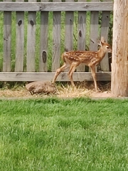 Odocoileus virginianus