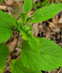 Celticecis celtiphyllia