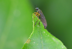 Dioctria bicincta