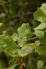 Quercus chapmanii