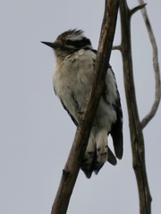 Dryobates pubescens