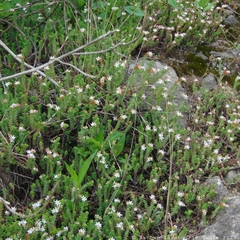Sedum moranense
