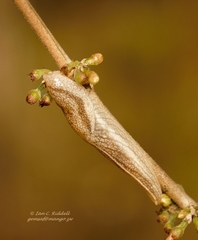 Urocyclidae