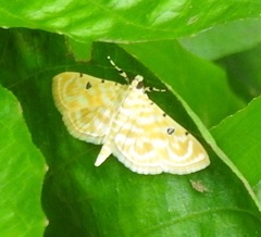 Notarcha aurolinealis
