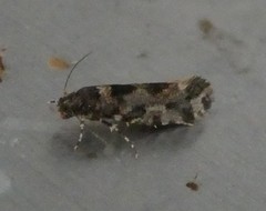 Parochmastis hilderi