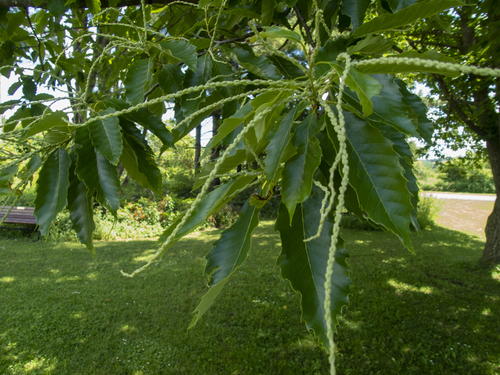 Hybrid Chestnut
