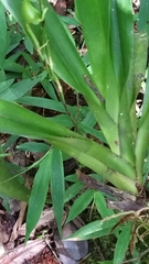 Aeranthes