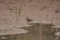 Cinclodes comechingonus