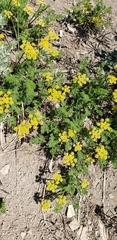 Cymopterus terebinthinus