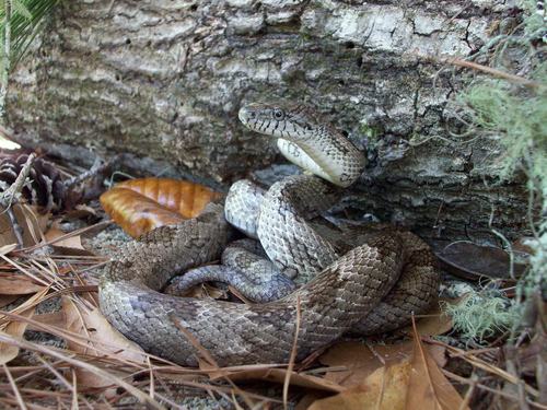 Eastern Ratsnake, Florida, US, photo 8 of 10