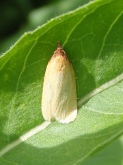 Sparganothis distincta