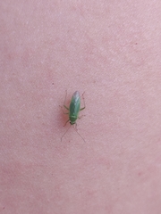 Orthotylus marginalis