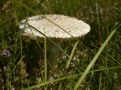 Saproamanita vittadinii
