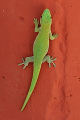 Phelsuma kochi