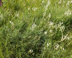 Astragalus pallescens