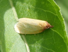 Sparganothis distincta