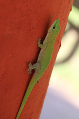 Phelsuma kochi