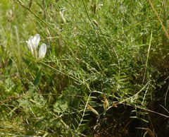 Astragalus pallescens