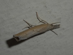 Pediasia contaminella