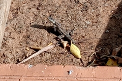 Tropidurus catalanensis
