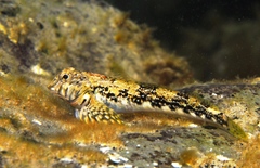 Lepidoblennius marmoratus