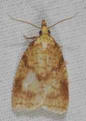 Cenopis pettitana