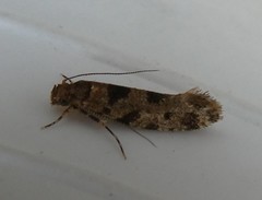 Parochmastis hilderi