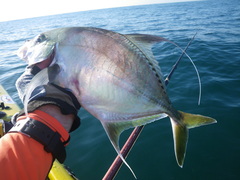 Carangichthys dinema