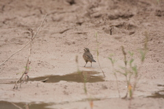 Cinclodes comechingonus