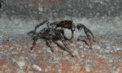 Menemerus semilimbatus