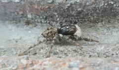 Menemerus semilimbatus