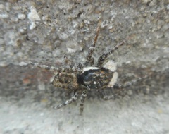 Menemerus semilimbatus