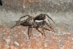 Menemerus semilimbatus