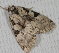 Leuconycta lepidula