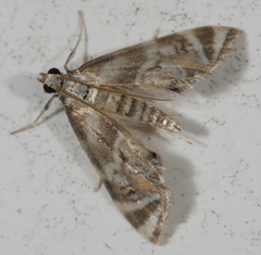 Petrophila canadensis