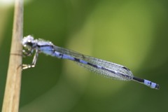 Enallagma recurvatum