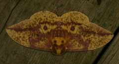 Eacles imperialis pini