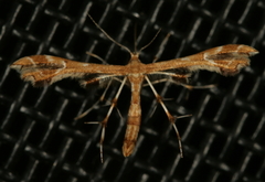 Geina periscelidactylus
