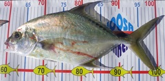 Carangichthys dinema