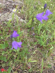Campanula petiolata