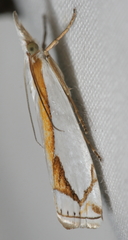 Crambus girardellus