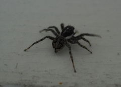 Menemerus semilimbatus