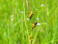 Carex hostiana