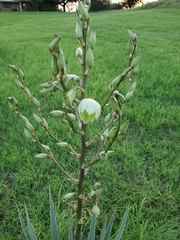Yucca necopina