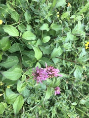 Trifolium pratense