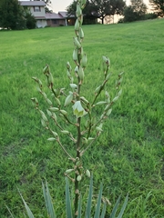 Yucca necopina