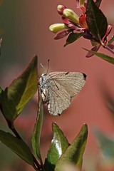 Satyrium saepium