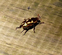 Pelidnota liturella